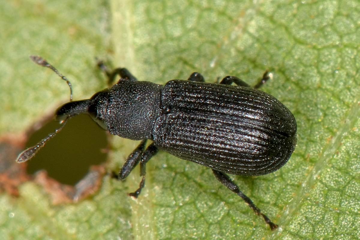 Curculionidae: Magdalis armigera